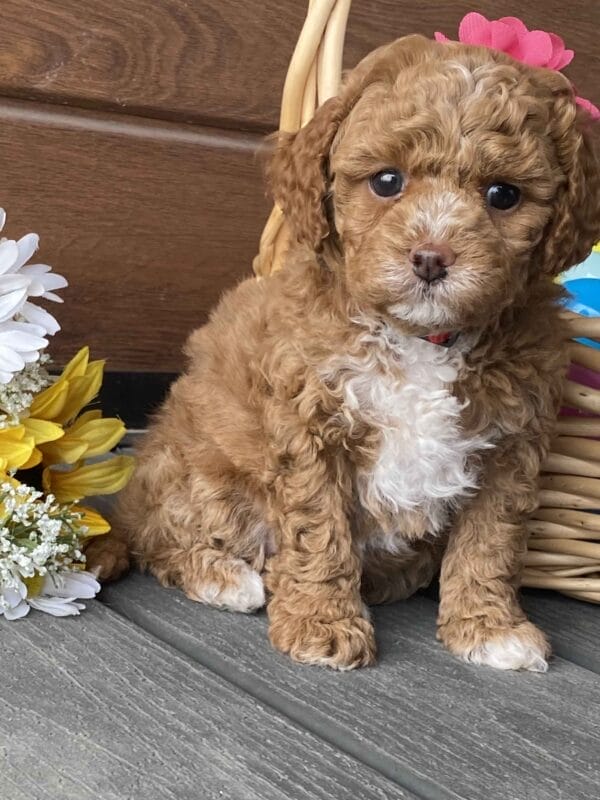 Honey - Micro Labradoodle Girl