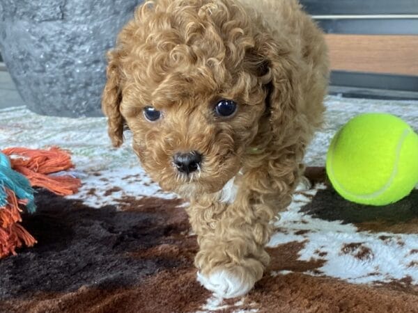 Bean - Micro Labradoodle Boy - Image 27
