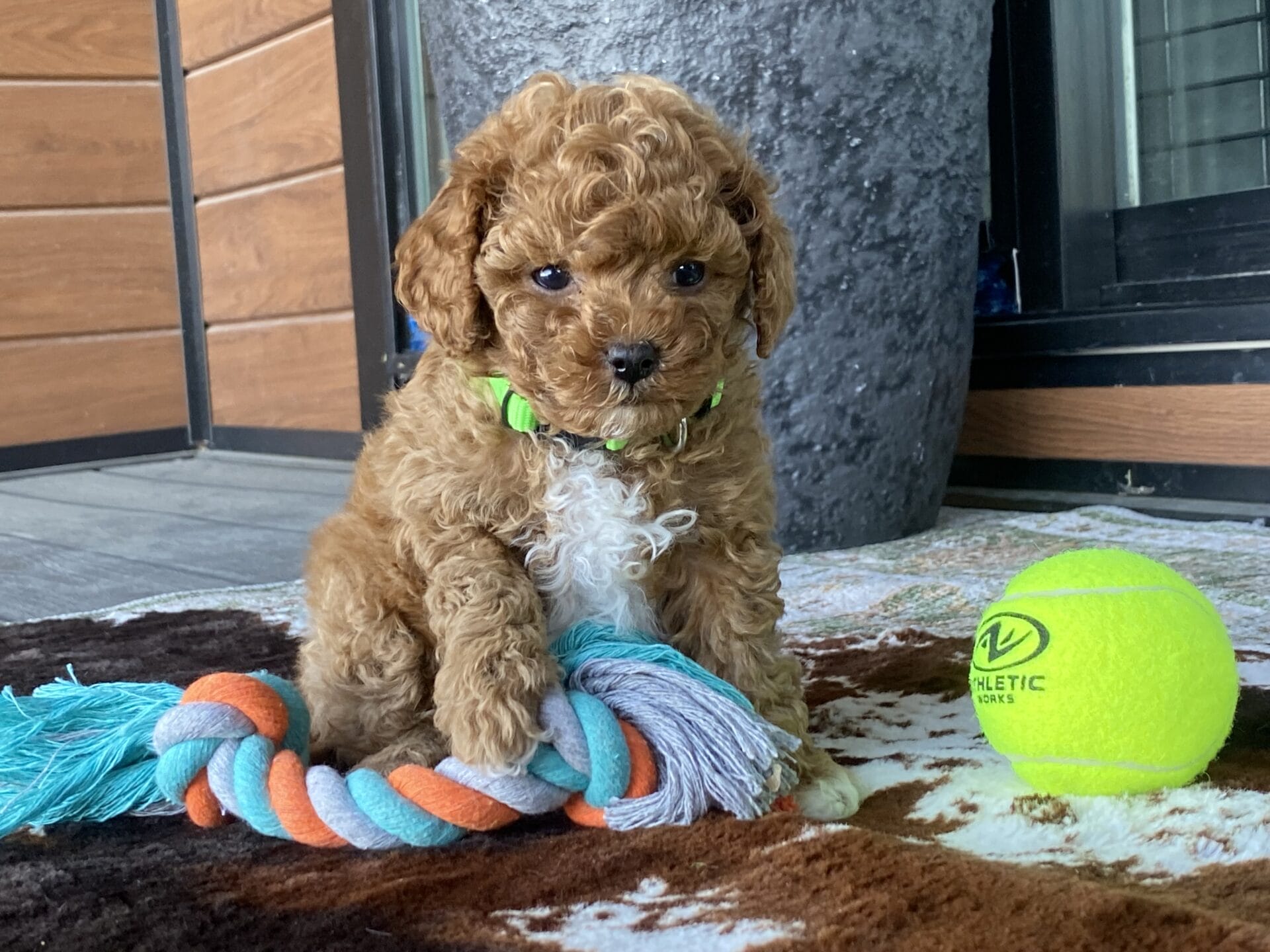 Bean - Micro Labradoodle Boy - Image 28