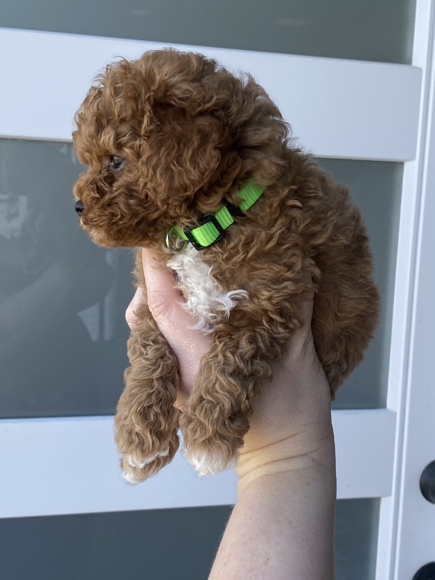 Bean - Micro Labradoodle Boy - Image 26