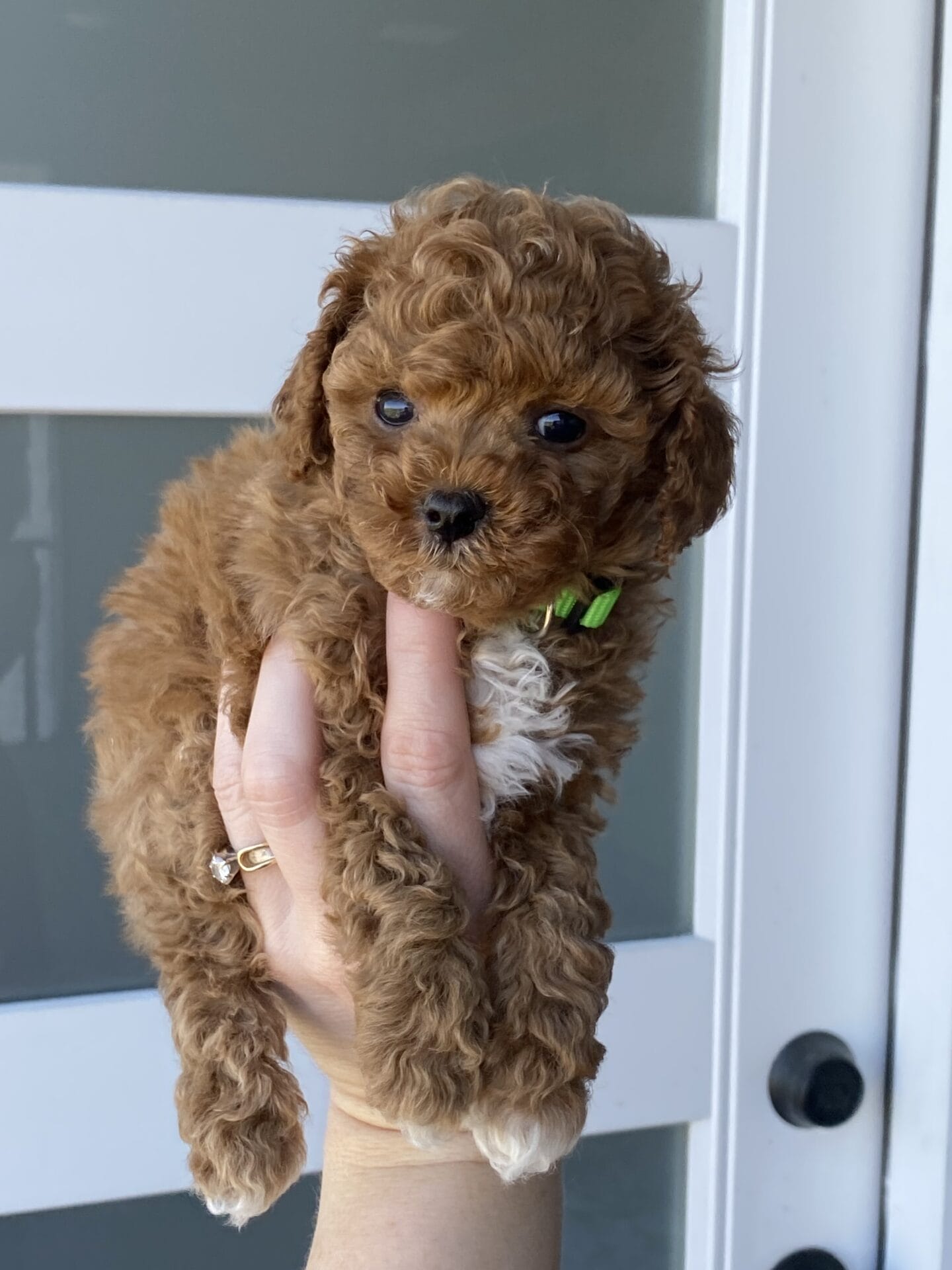 Bean - Micro Labradoodle Boy - Image 29