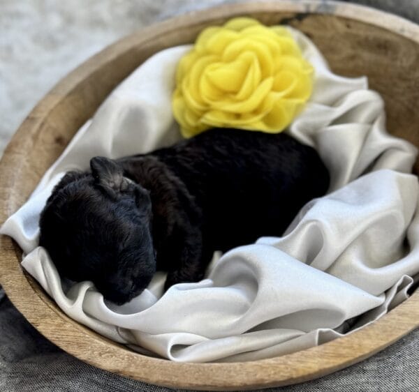 Daisy - Micro Labradoodle Girl - Image 2