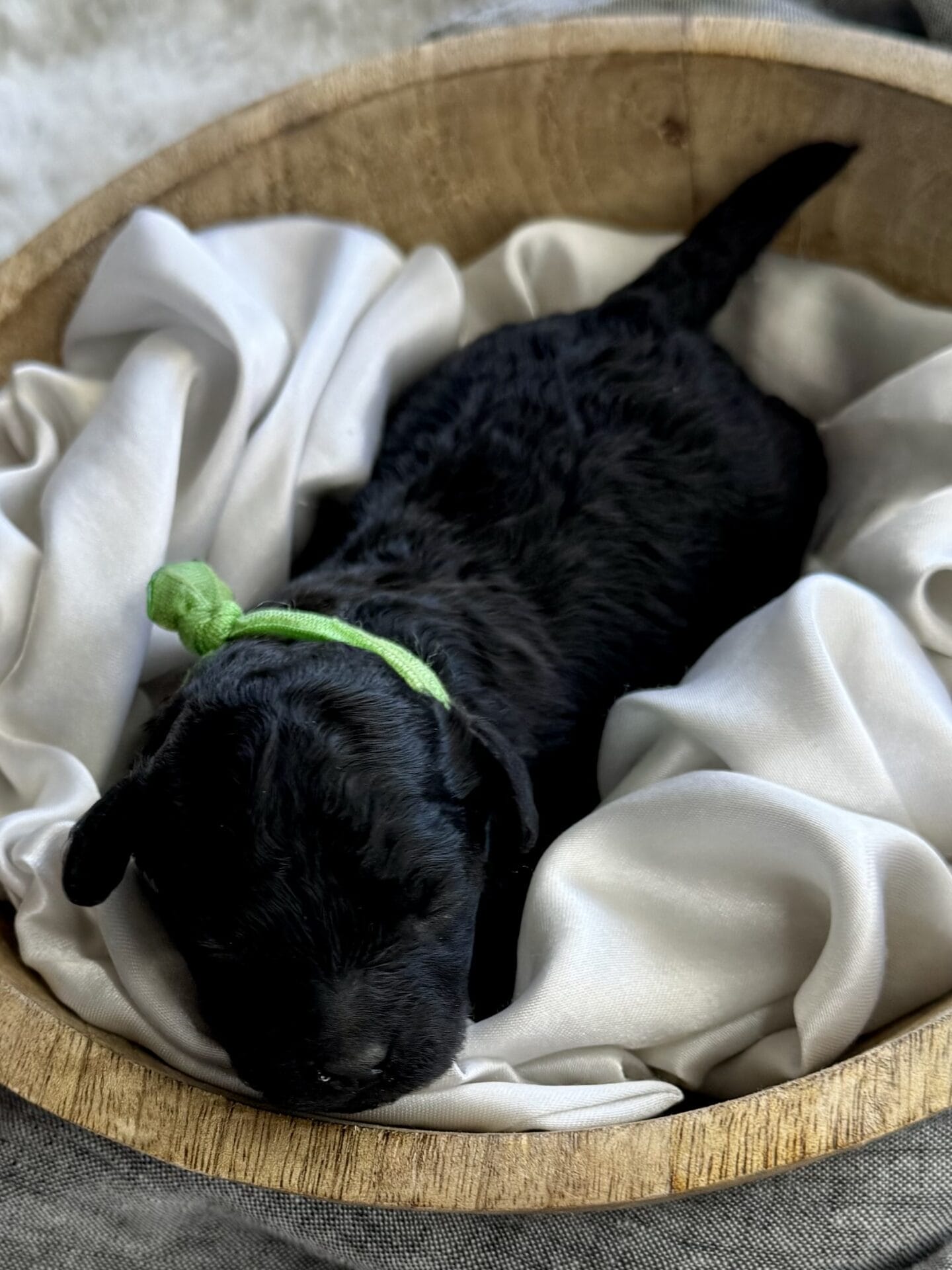 Hopper - Micro Labradoodle Boy - Image 3