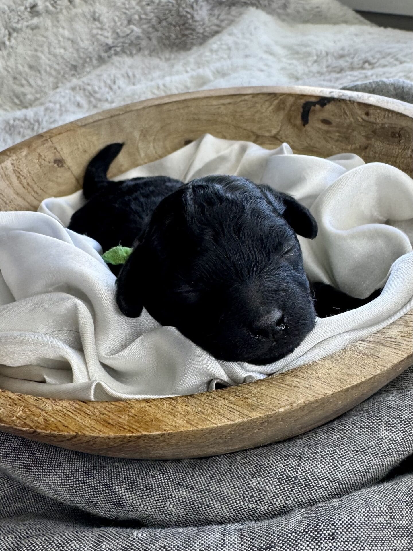 Hopper - Micro Labradoodle Boy - Image 4
