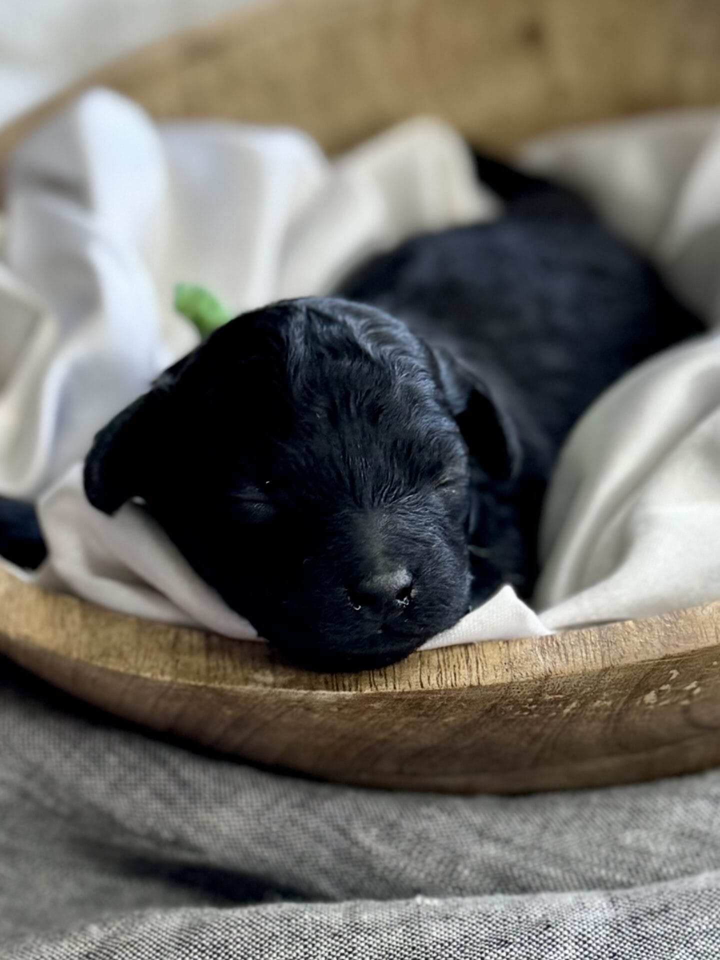 Hopper - Micro Labradoodle Boy - Image 2