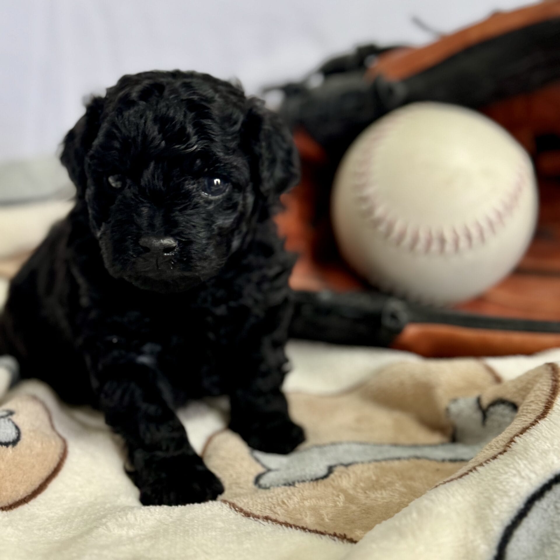 Hopper - Micro Labradoodle Boy - Image 8