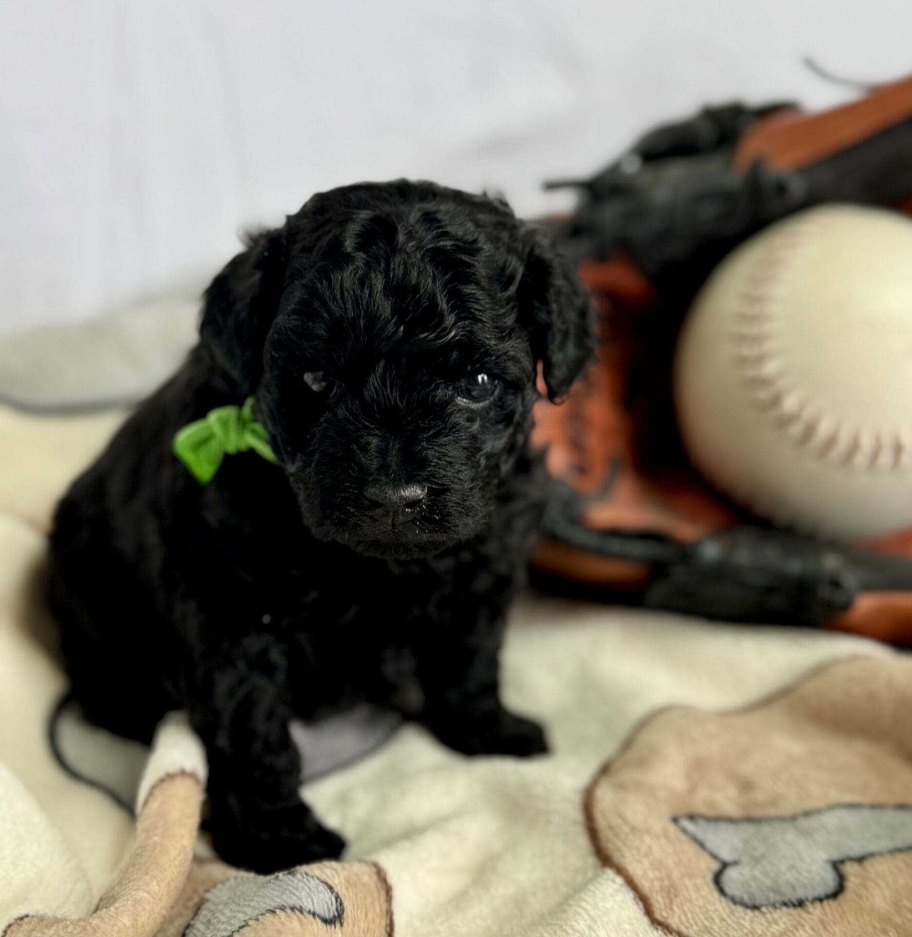 Hopper - Micro Labradoodle Boy - Image 13