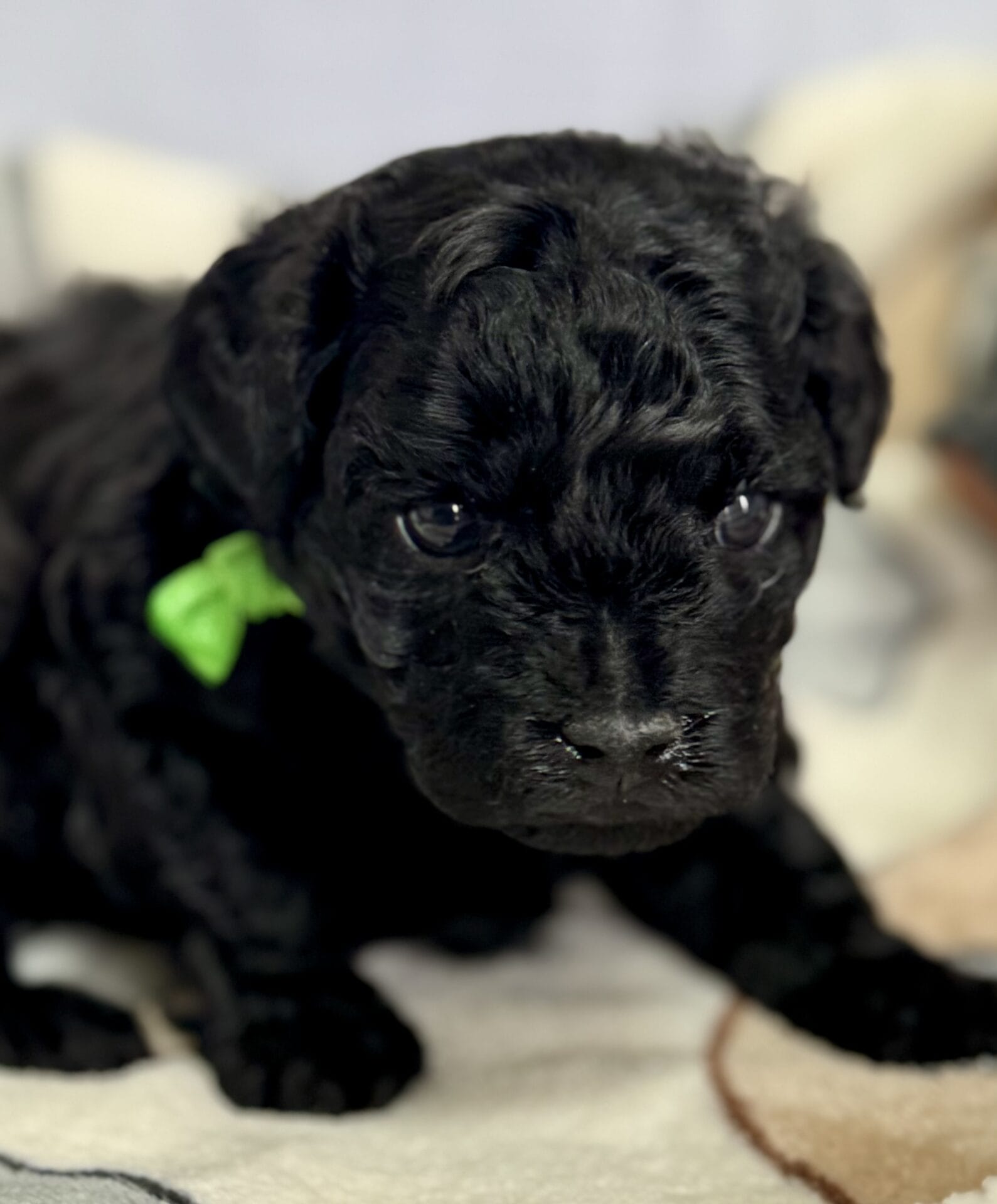 Hopper - Micro Labradoodle Boy - Image 9