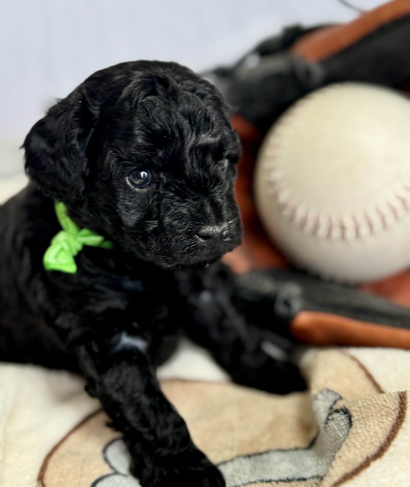 Hopper - Micro Labradoodle Boy - Image 12