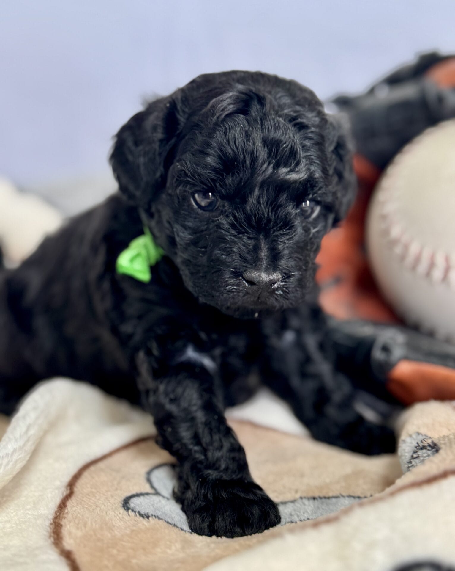 Hopper - Micro Labradoodle Boy - Image 11
