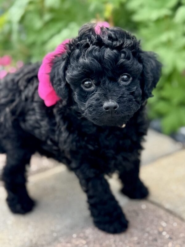 Lily - Micro Labradoodle Girl - Image 14