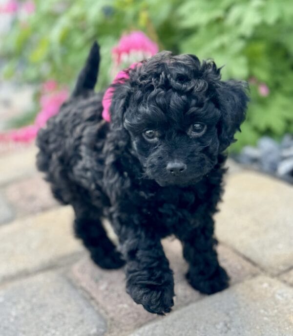 Lily - Micro Labradoodle Girl - Image 16