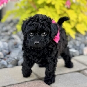 Lily - Micro Labradoodle Girl
