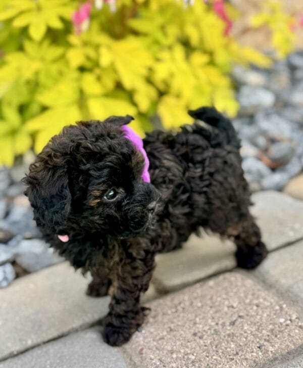 Daisy - Micro Labradoodle Girl - Image 15