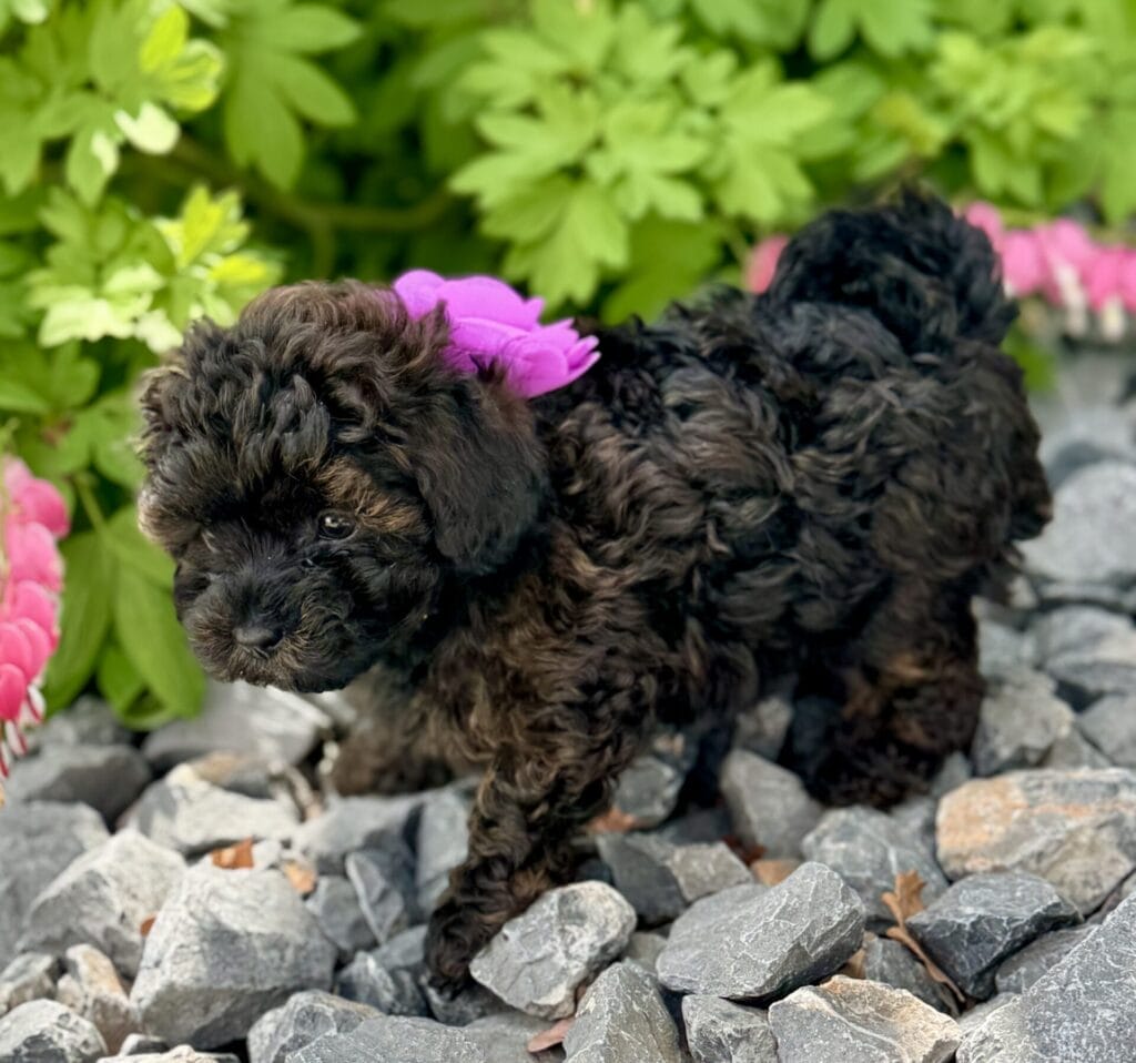 Daisy - Micro Labradoodle Girl