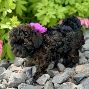 Daisy - Micro Labradoodle Girl