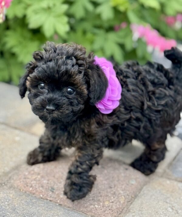 Daisy - Micro Labradoodle Girl - Image 18