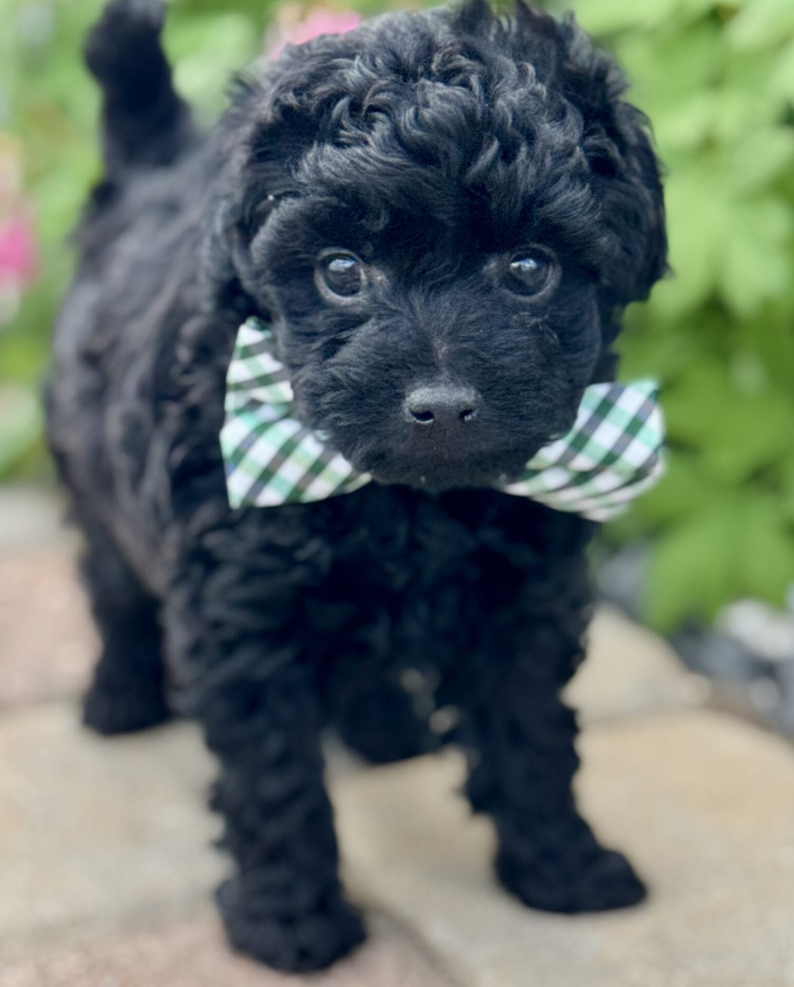 Hopper - Micro Labradoodle Boy - Image 15