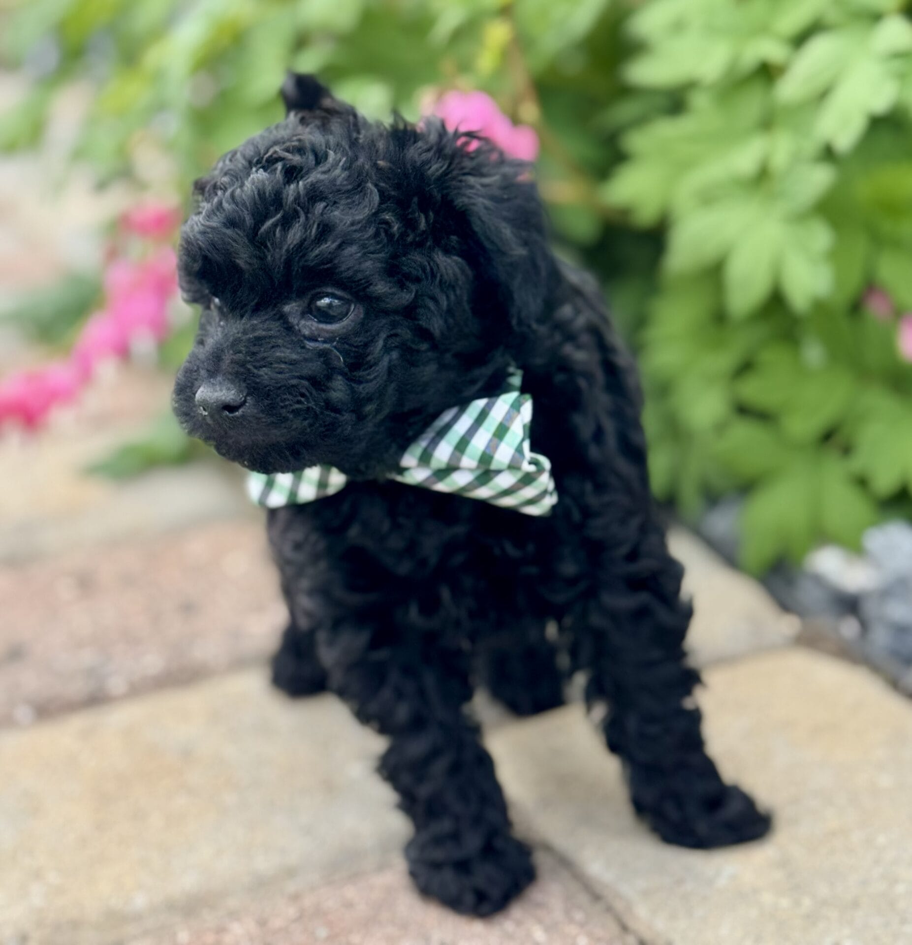 Hopper - Micro Labradoodle Boy - Image 16
