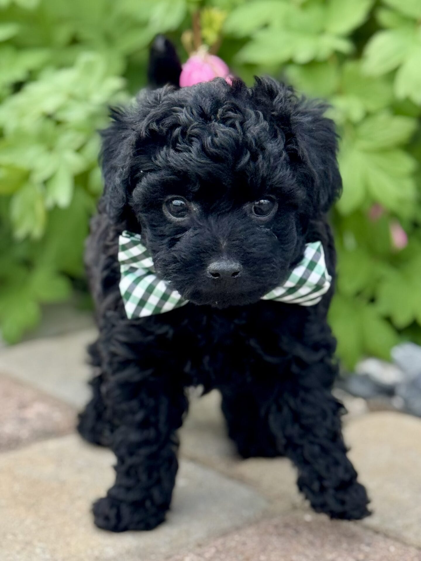 Hopper - Micro Labradoodle Boy - Image 17