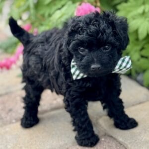 Hopper - Micro Labradoodle Boy