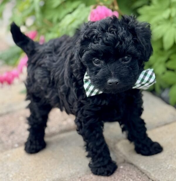 Hopper - Micro Labradoodle Boy