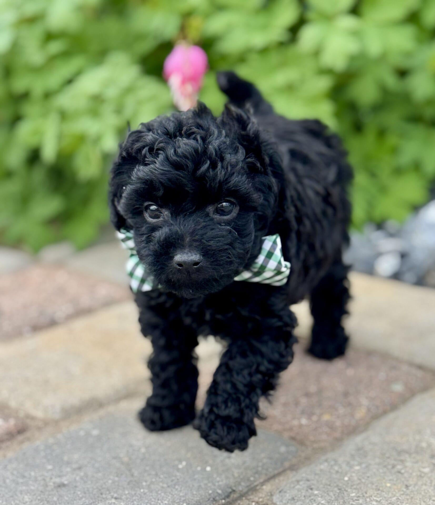 Hopper - Micro Labradoodle Boy - Image 18