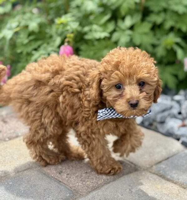 Clover - Micro Labradoodle Boy - Image 23
