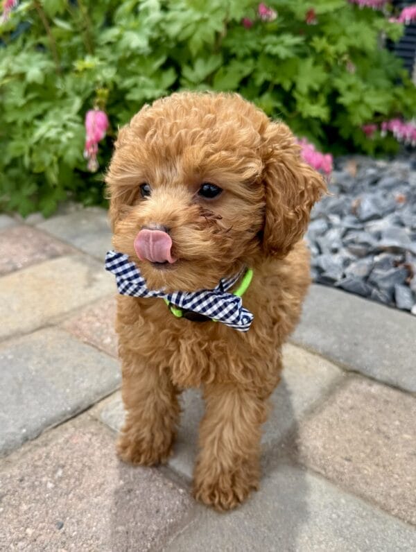 Clover - Micro Labradoodle Boy - Image 24
