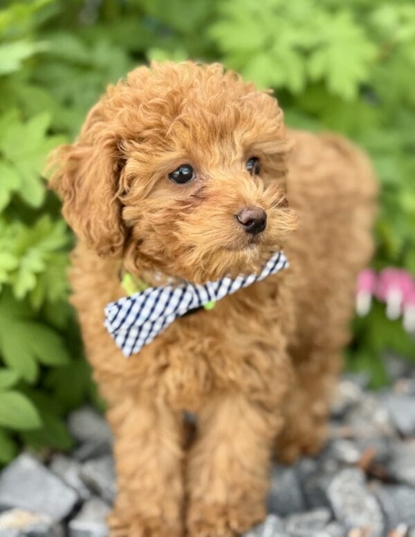 Clover - Micro Labradoodle Boy - Image 26