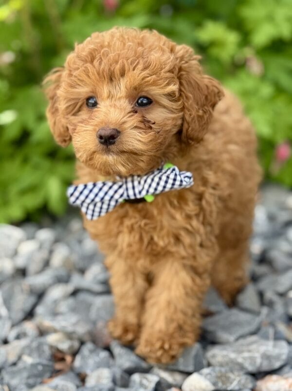 Clover - Micro Labradoodle Boy - Image 25