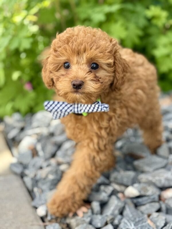 Clover - Micro Labradoodle Boy
