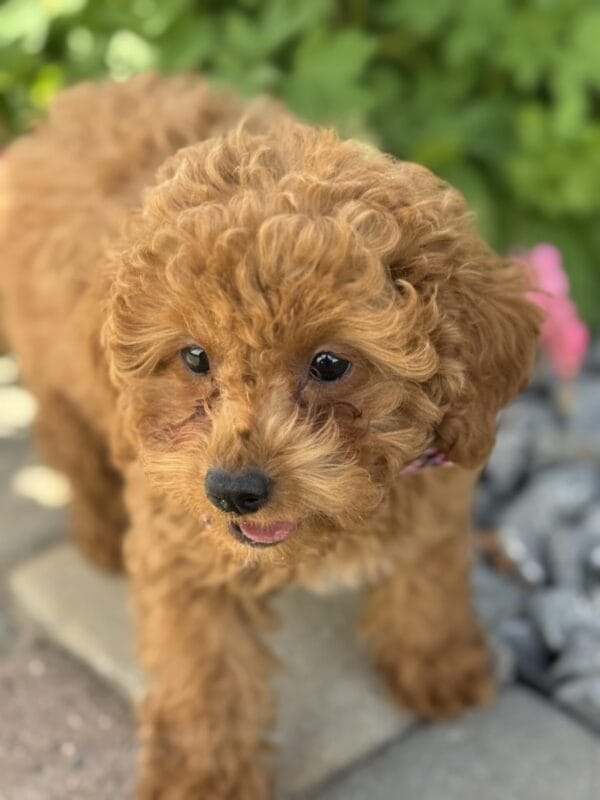 Forrest - Teacup Labradoodle Boy - Image 29
