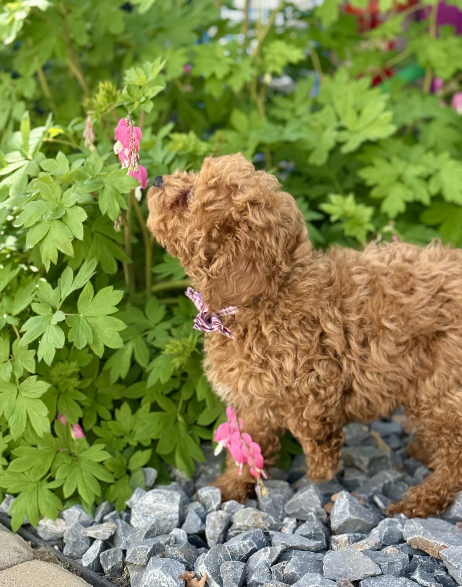 Forrest - Teacup Labradoodle Boy - Image 28
