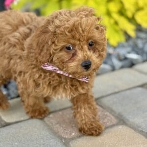 Forrest - Teacup Labradoodle Boy