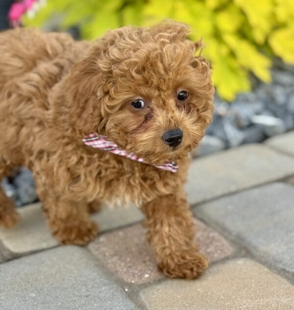 Forrest - Teacup Labradoodle Boy