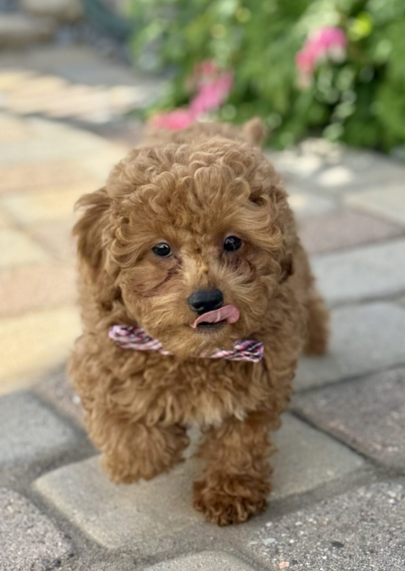 Forrest - Teacup Labradoodle Boy - Image 25