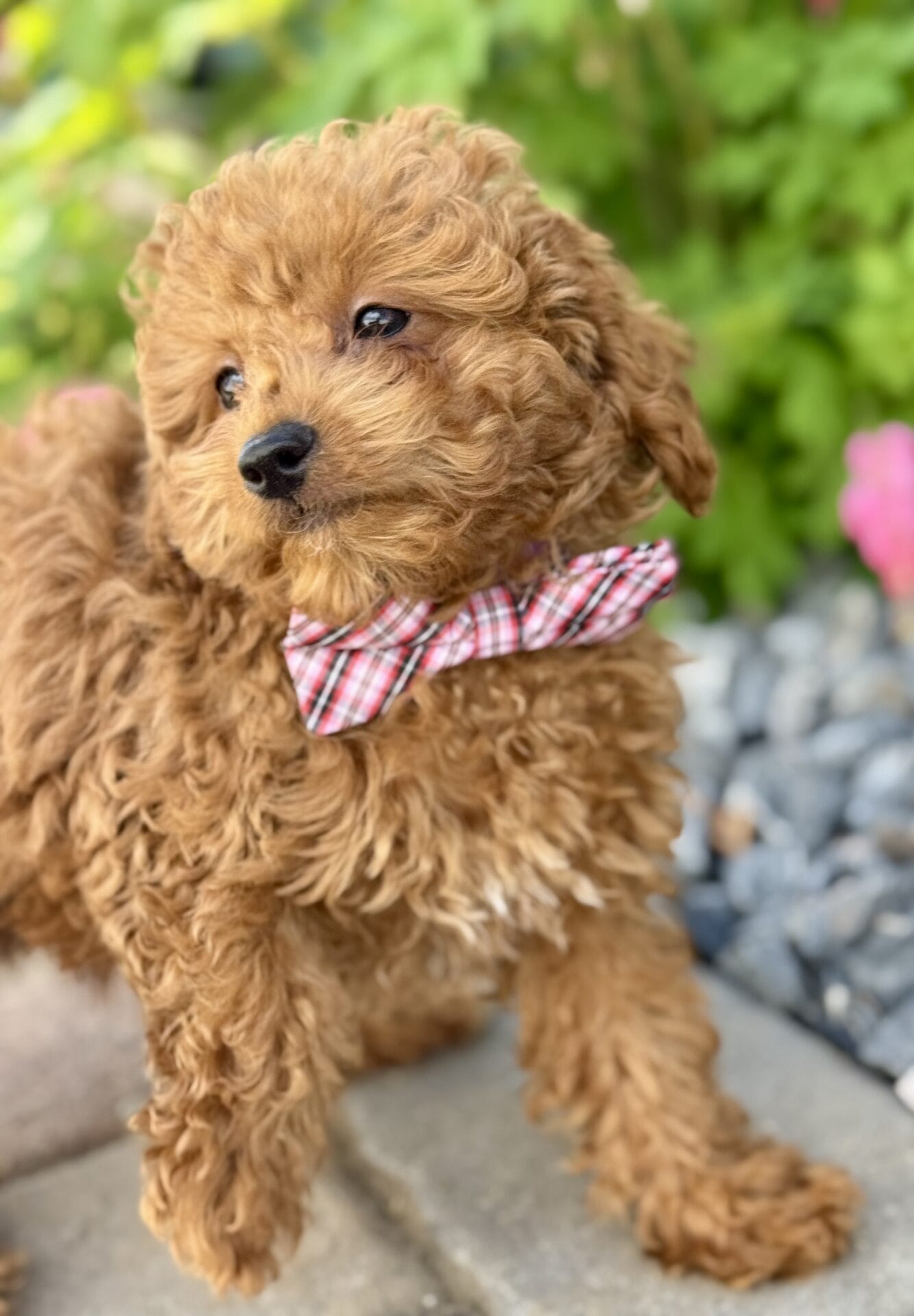 Forrest - Teacup Labradoodle Boy - Image 27