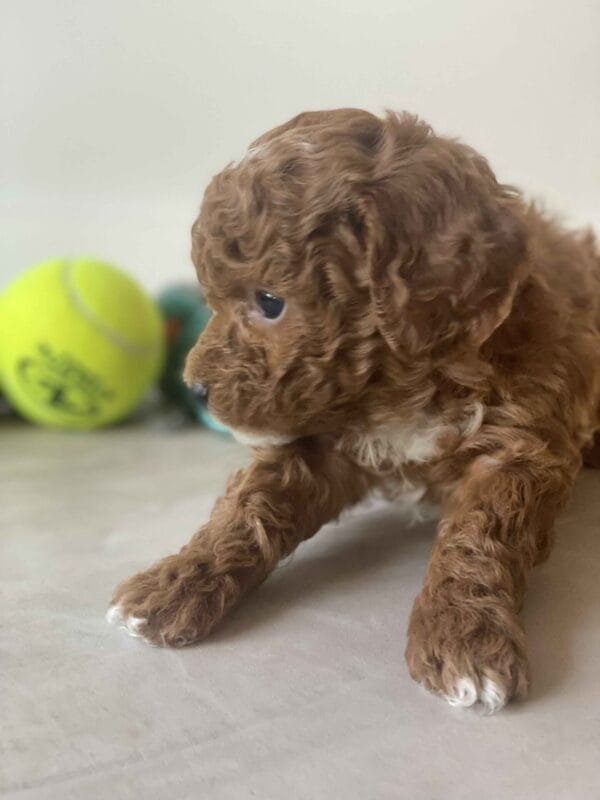 Trinket - Micro Goldendoodle Boy - Image 18