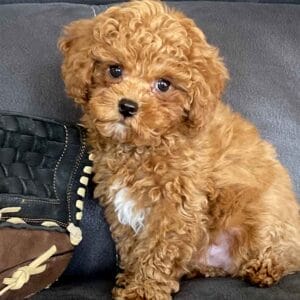 Biscuit - Micro Labradoodle Boy