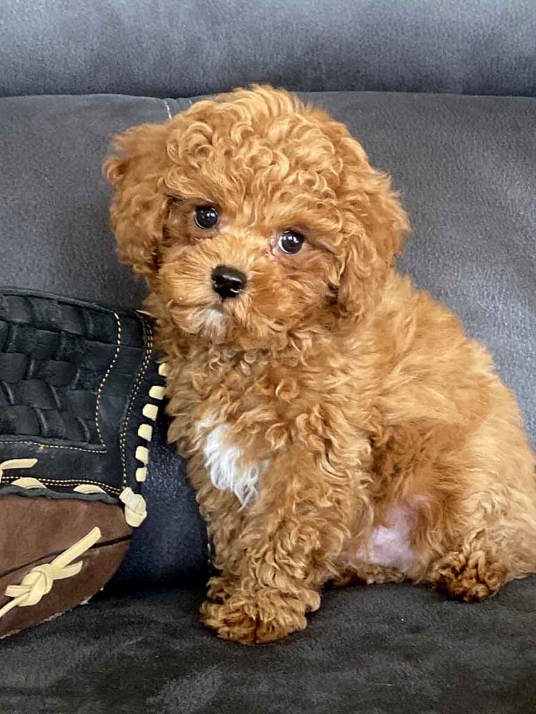 Biscuit - Micro Labradoodle Boy