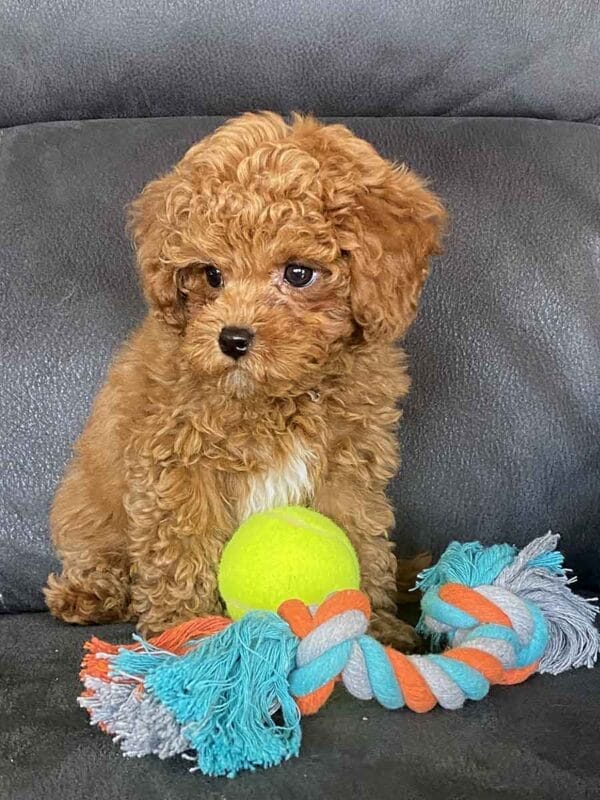 Biscuit - Micro Labradoodle Boy - Image 30