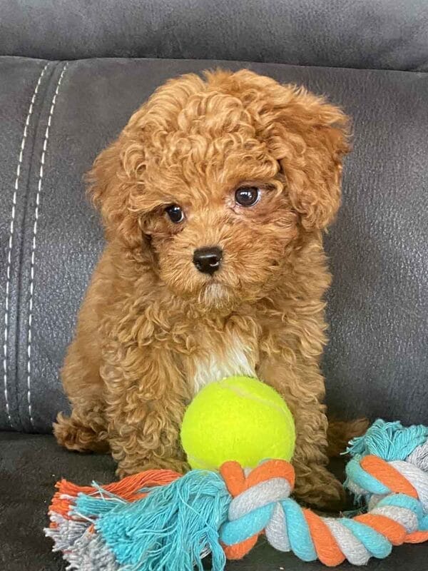 Biscuit - Micro Labradoodle Boy - Image 31