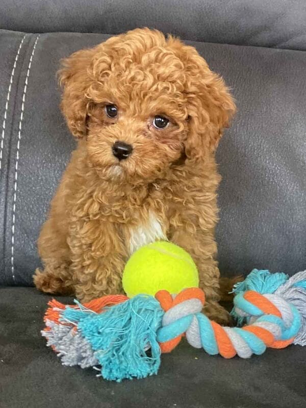 Biscuit - Micro Labradoodle Boy - Image 32