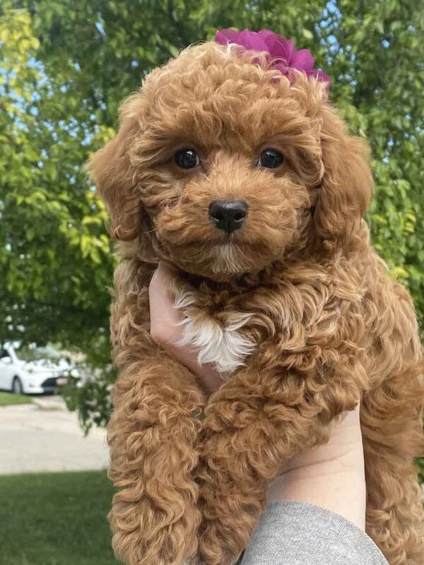 Button - Micro Goldendoodle Girl - Image 34