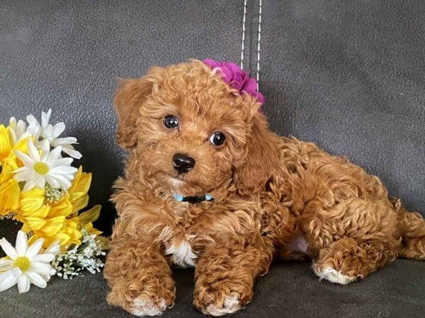 Button - Micro Goldendoodle Girl - Image 32