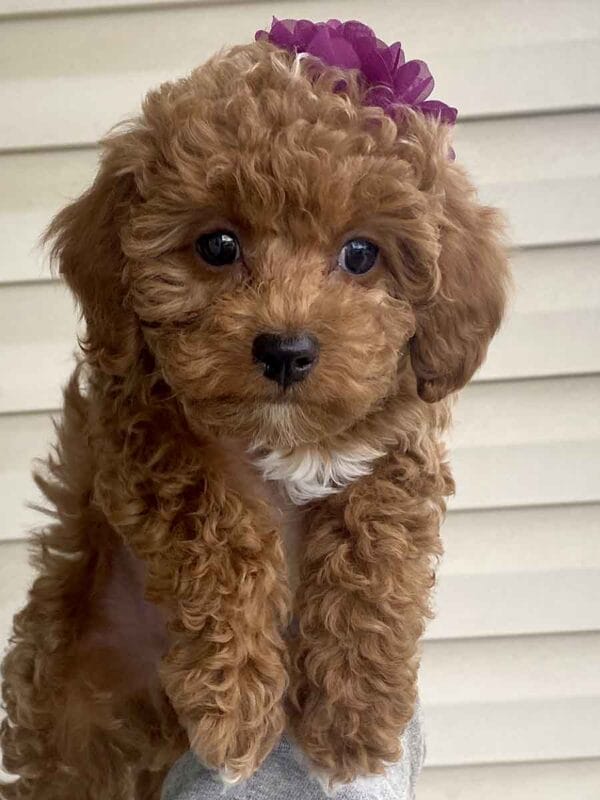 Button - Micro Goldendoodle Girl - Image 31