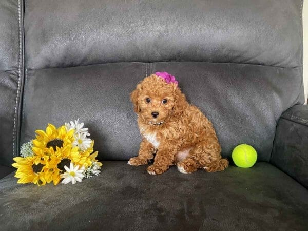 Button - Micro Goldendoodle Girl - Image 30