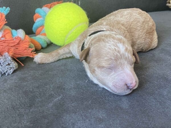 Boston - Micro Goldendoodle Boy - Image 17