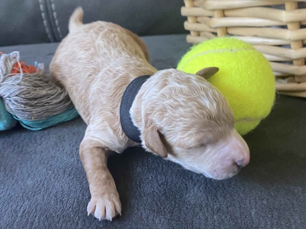 Boston - Micro Goldendoodle Boy